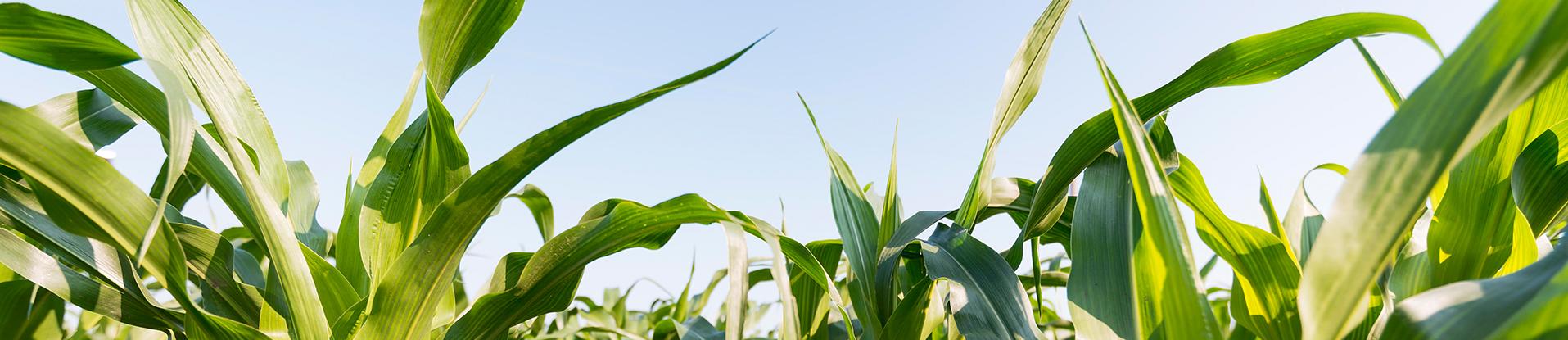 Cómo utilizar nano fertilizantes nitrogenados dentro de la estrategia de fertilización en maíz