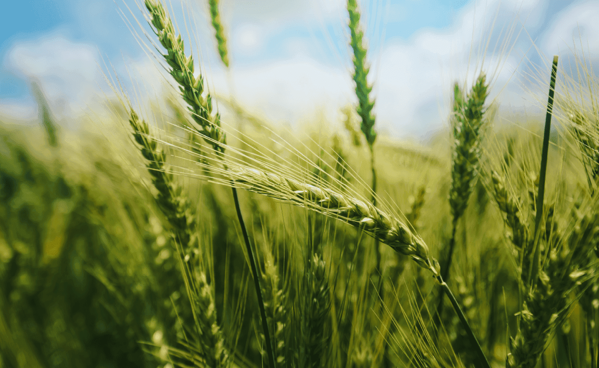 Evaluación de estrategias de nutrición en trigo (21-22).