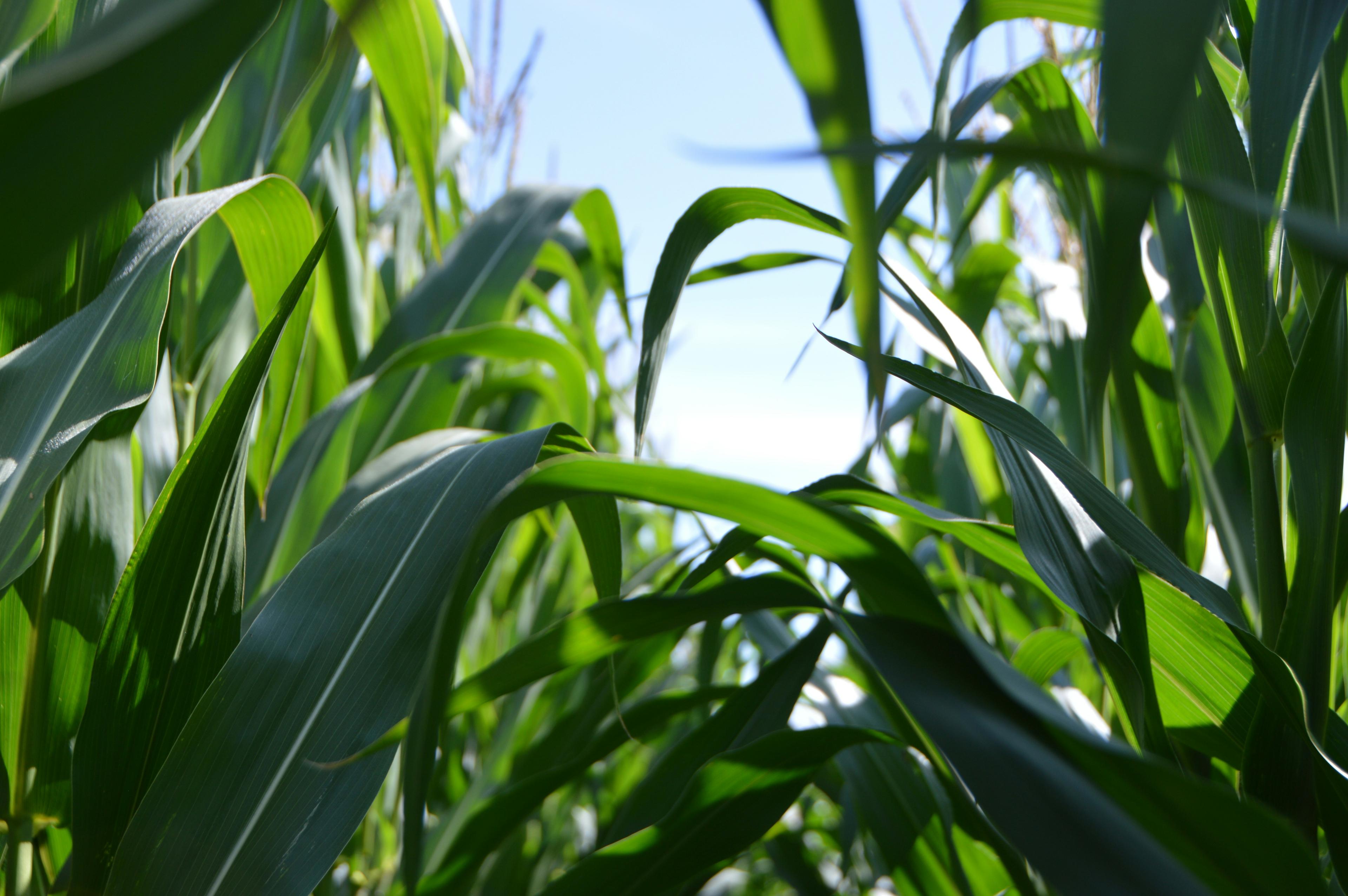 Evaluación de MIST N®, MIST P®, MIST Zn® y MIST B® sobre cultivo de maíz en el sudoeste bonaerense (21-22).