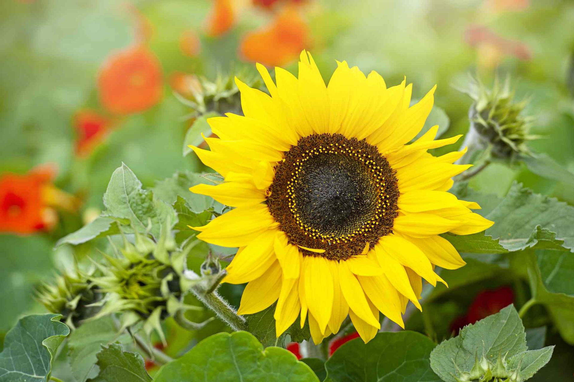 Estrategias de fertilización para maximizar el potencial del girasol