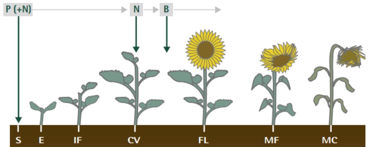 fenologia girasol