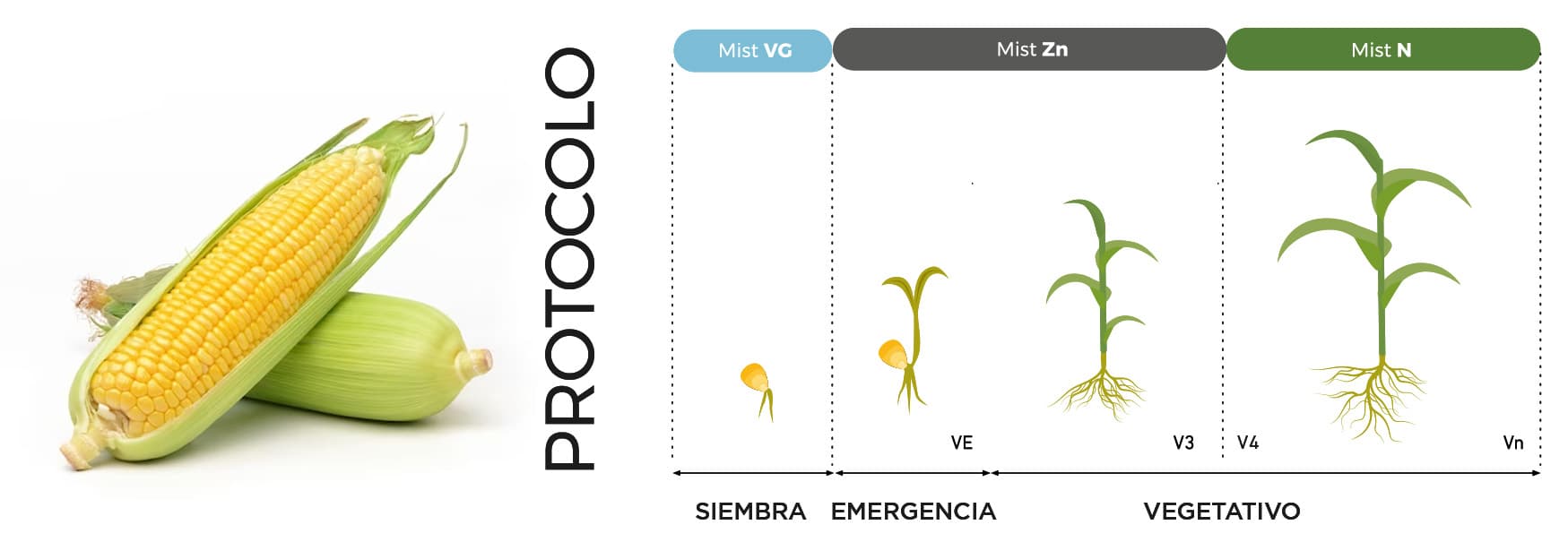 Protocolo maíz