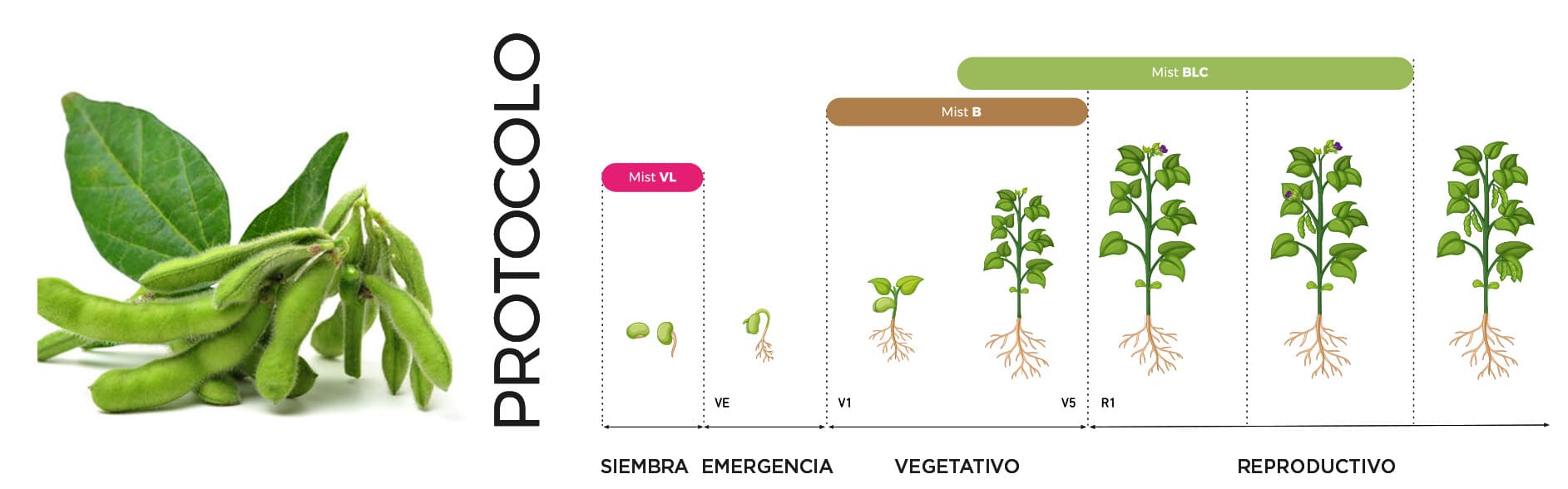 Protocolo soja