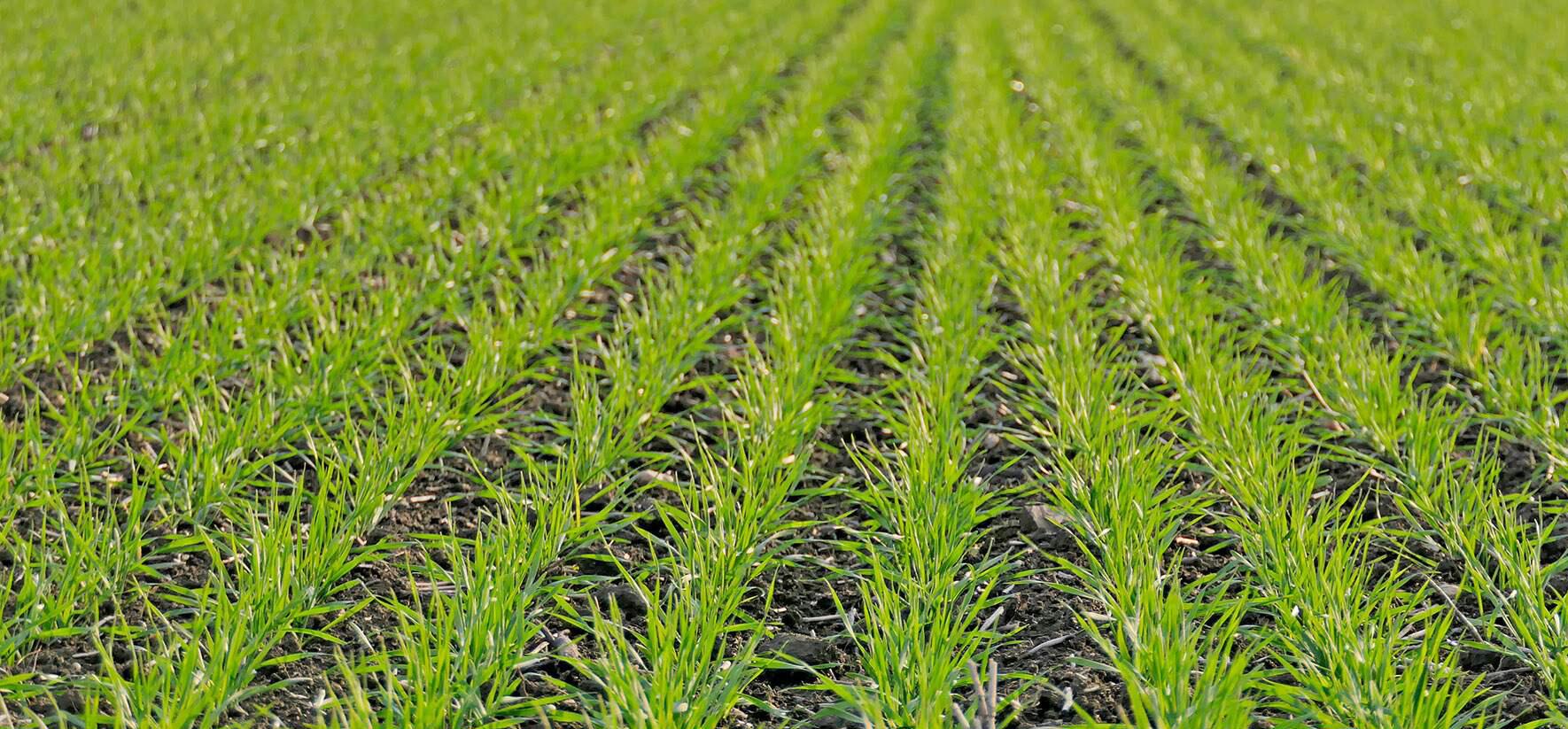 Optimización de la fertilización en trigo: uso estratégico de vivificantes y microgranulados
